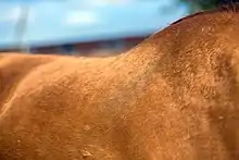 Dos et renflement à la base du cou d'un cheval de couleur rousse-dorée.