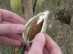 Intérieur d'un fruit immature