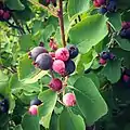 Fruits d'Amelanchier canadensis à Olshanets (district de Shebekinsky, Russie).