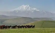 Chevaux noirs et bruns courant en groupe.