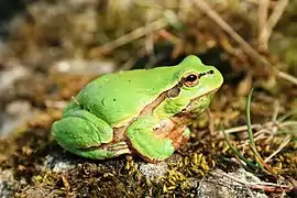 Hyla arborea.