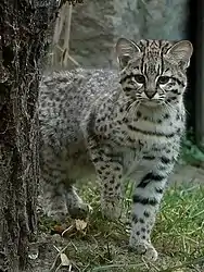 Chat de Geoffroy (Leopardus geoffroyi).