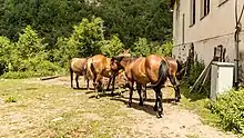 Photo en couleurs montrant quatre chevaux bruns de dos