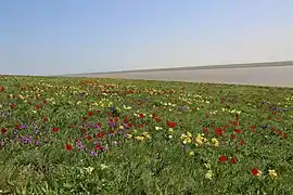 Dans la steppe russe Iris pumila cohabite à l'état sauvage avec tulipa suaveolens et d'autres fleurs de printemps.