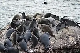 Phoques de Sibérie.