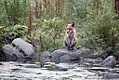 Renard roux assis sur une pierre au bord de l'eau. Une fôret est à l'arrière-plan.