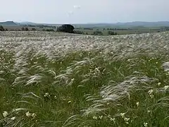 Steppe en Sibérie, kraï de l'Altaï, plantée de haies d'arbres durant l'ère soviétique pour tenter de diminuer les vents secs.