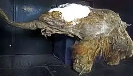 Jeune mammouth congelé vu de côté dans un musée, la trompe tendue vers l'avant.
