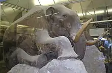 Reconstitution de mammouth dans une vitrine vu de profil, le flanc droit étant recouvert de fourrure.