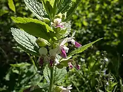 Mélitte à feuilles de mélisse.