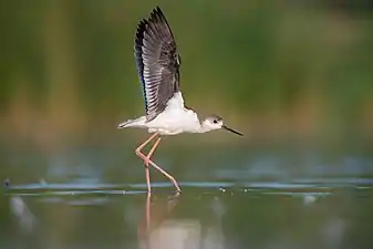 Une échasse blanche juvénile dans la réserve de biosphère du delta du Danube.