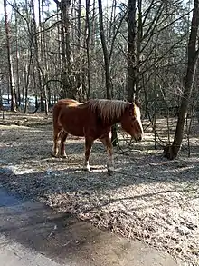 Photo d'un cheval à la robe bai marchant dans la neige