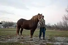 Photo d'un cheval à la robe bai mené à pied par un homme dans un champ