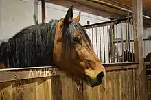 Photo d'un cheval à la couleur bai dont la tête dépasse d'un box