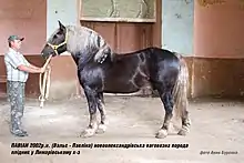 Cheval vu de profil, de couleur rousse foncée.