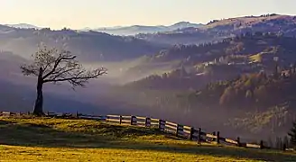 forêt remplie de brouillard.