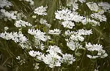 Photographie en couleur représentant des fleurs blanches aux pétales périphériques longs mêlées à des épis de céréales verts à deux rangs d'épillets et aux barbes très longues.