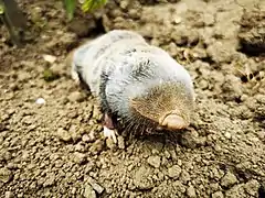 Petit Rat-taupeNannospalax leucodonSpalacidae