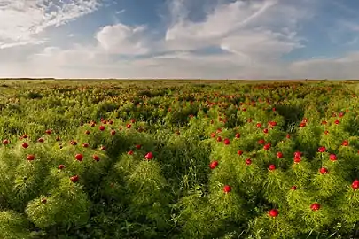 Fleurs fermées, dans une aire protégée de la steppe ukrainienne.