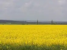 Photographie couleur d'un champ de fleurs jaunes.