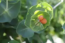 Formation des fruits