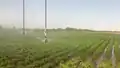 Irrigation de pommes de terre (avec un défaut de régularité), Russie.