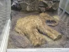 Jeune Mammuthus primigenius préservé