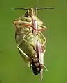 Femelle de Pentatomidae (Carpocoris sp.) en train de pondre