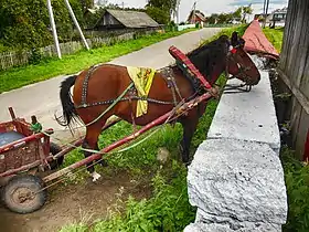 Cheval marron et noir attelé avec un harnais décoré