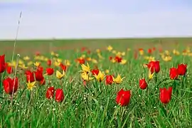 Un peuplement de Tulipa suaveolens entièrement rouge, mêlé avec des Tulipa sylvestris jaunes, oblast de Rostov.