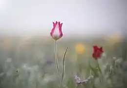 Un spécimen sauvage blanc et rose en Crimée.