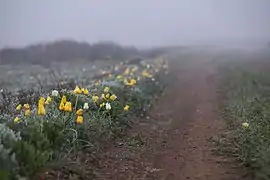 Un peuplement de Tulipa suaveolens jaune et blanc, Crimée.