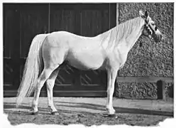 Photo d'un cheval gris de profil tenu en main.