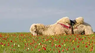 Un chameau de Bactriane se reposant au printemps dans la steppe de Kalmoukie, Russie.