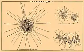 18. Chlorodesmis hispida Phill.(= Chlorodesmos hispida Phill.)