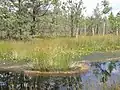 Tourbière oligotrophe à sphaignes, montrant notamment : Utricularia intermedia en floraison et Calla palustris ;