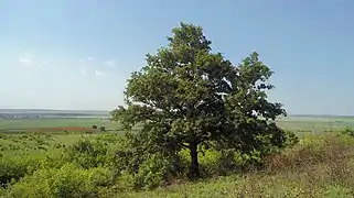 Arbre en été