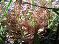 Des Drosera rotundifolia sont naturellement présentes dans ce milieux boisé humide.