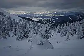 Épicéas dans les Carpates ukrainiennes.