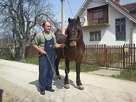 Cheval tenu par un homme