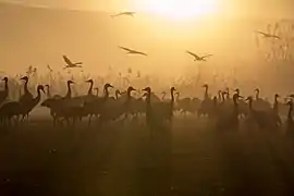 Grues cendrées sur le lac de Agamon HaHula dans la vallée de la Houla.