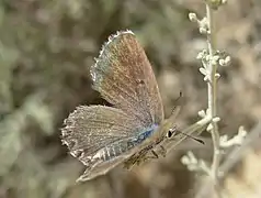 Pseudophilotes abencerragus