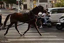 Un cheval roux harnaché vu de profil qui trotte