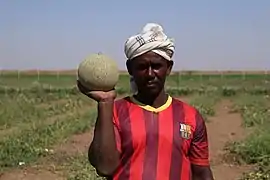 Culture de melons cantaloup au sud de Khartoum.