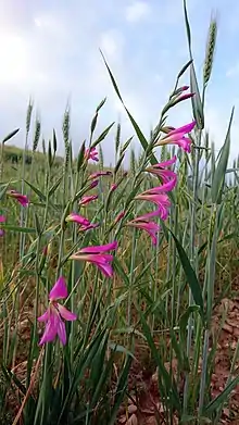 Wild Gladiolus, Behbahan, Iran