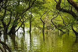 De petits arbres formant presque une forêt, les pieds dans l'eau.