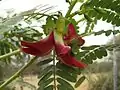 Variante rouge des fleurs de S. grandiflora.