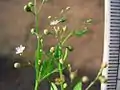 Boerhavia diffusa à fleurs blanches