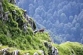 Aventure dans les aires protégées de Lagodekhi. Juin 2015.