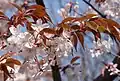 Photo couleur (gros plan) de fleurs blanches à cinq pétales d'un cerisier aux feuilles brunes, sur fond de ciel bleu.
